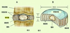 椎间盘病变的迷思