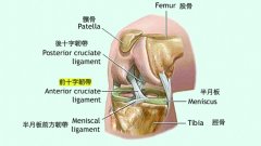 了解膝关节前十字韧带损伤