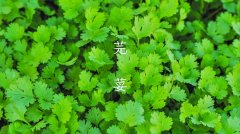 芫荽，将是设计师至爱