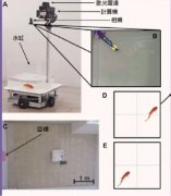 以色列训练金鱼“驾驶”汽车